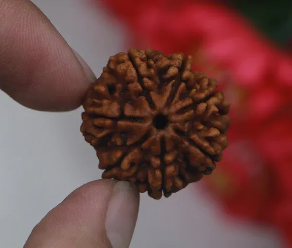 7_Mukhi_Nepal_Rudraksha_Premium_Beads