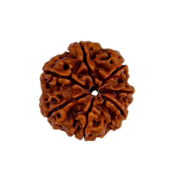 7_Mukhi_Nepal_Rudraksha_Premium_Beads