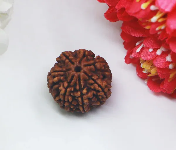 7_Mukhi_Nepal_Rudraksha_Premium_Beads