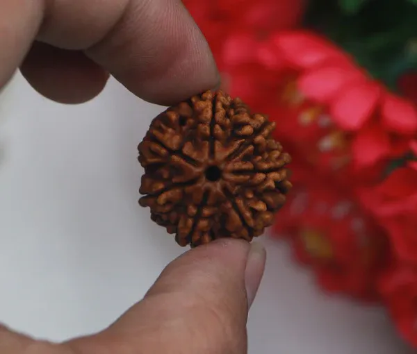 7_Mukhi_Nepal_Rudraksha_Premium_Beads