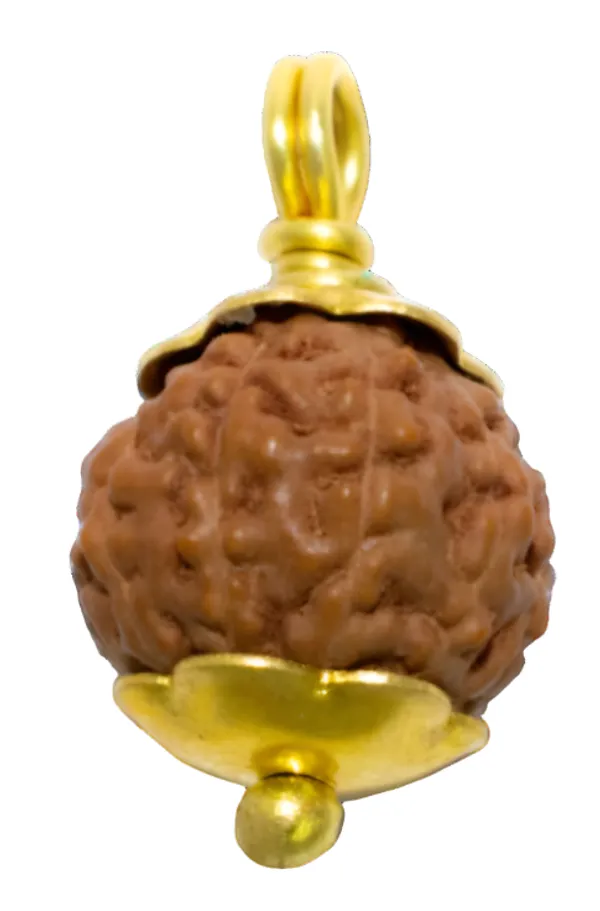11_Mukhi_Java_Indonesian_Rudraksha