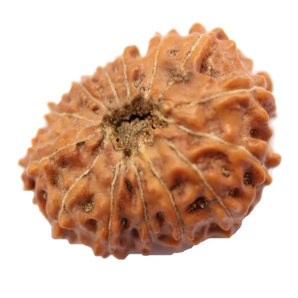 11_Mukhi_Java_Indonesian_Rudraksha