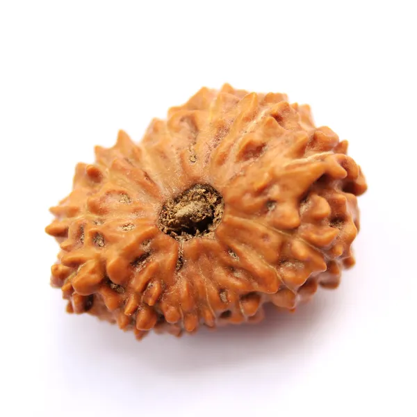 11_Mukhi_Java_Indonesian_Rudraksha