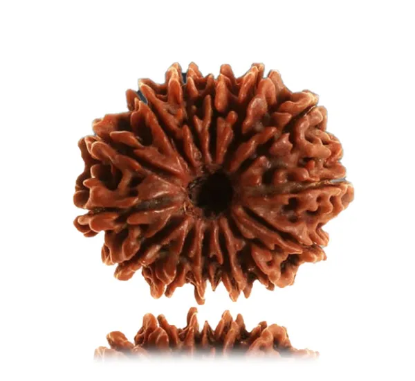 14_Mukhi_Nepal_Rudraksha