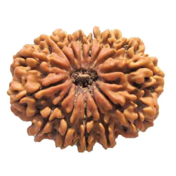 14_Mukhi_Nepal_Rudraksha