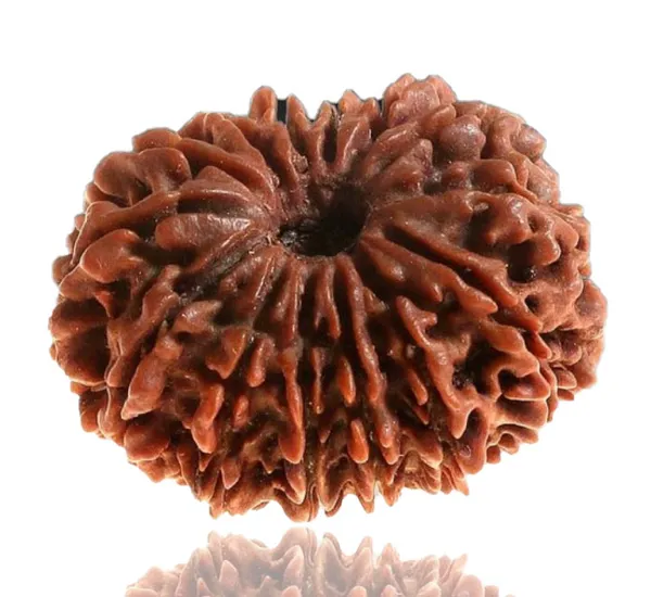 14_Mukhi_Nepal_Rudraksha