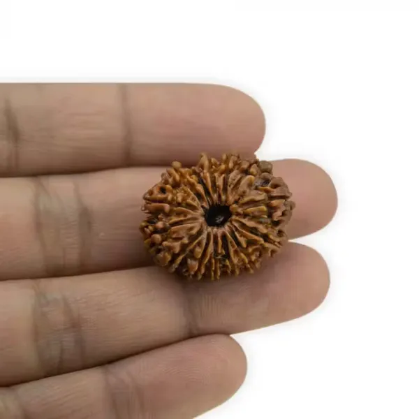 14_Mukhi_Nepal_Rudraksha