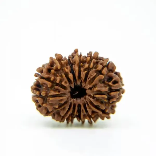 14_Mukhi_Nepal_Rudraksha