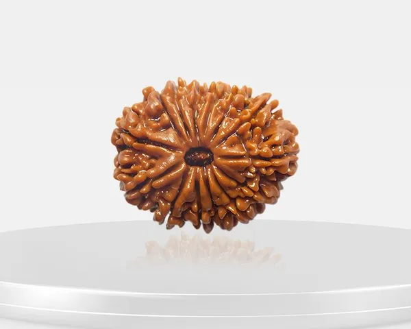 14_Mukhi_Nepal_Rudraksha