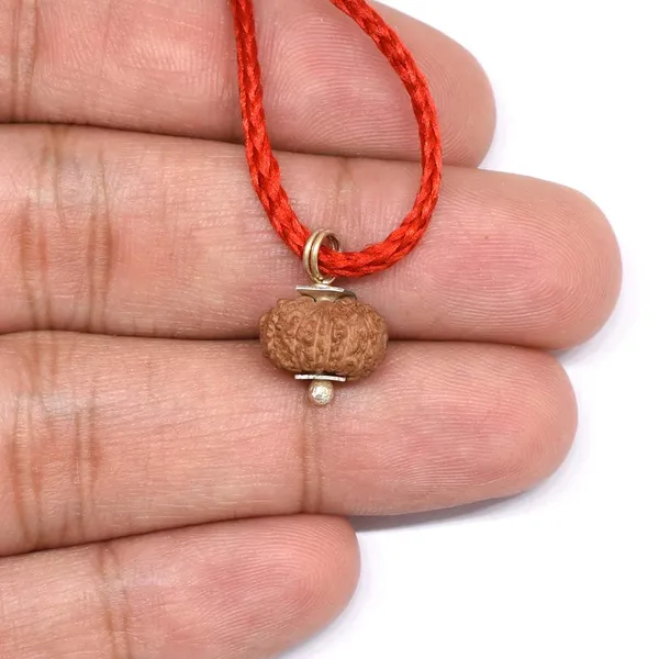 14_Mukhi_Java_Indonesian_Rudraksha