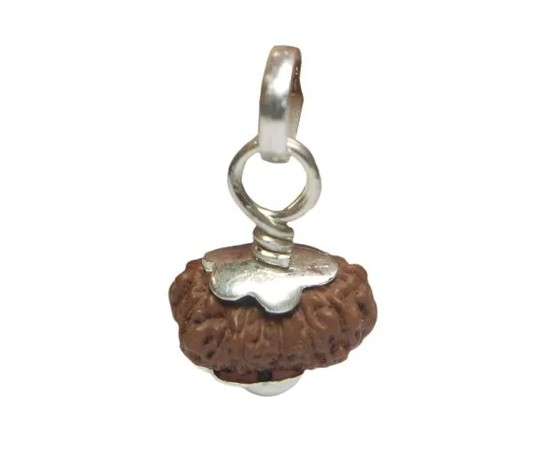 14_Mukhi_Java_Indonesian_Rudraksha