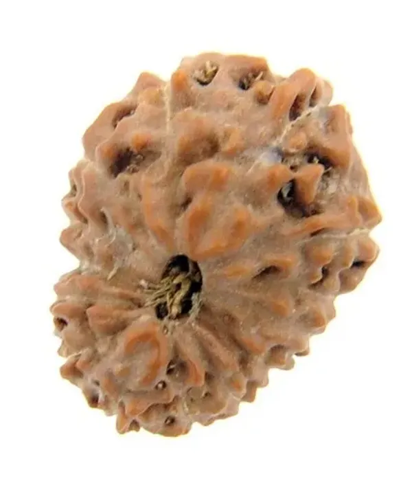 14_Mukhi_Java_Indonesian_Rudraksha