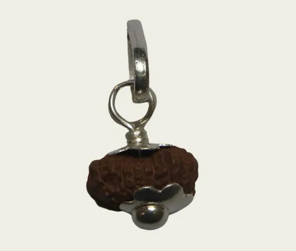 14_Mukhi_Java_Indonesian_Rudraksha