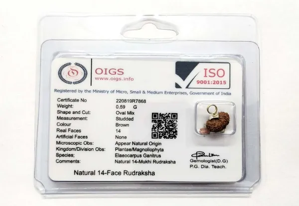 14_Mukhi_Java_Indonesian_Rudraksha