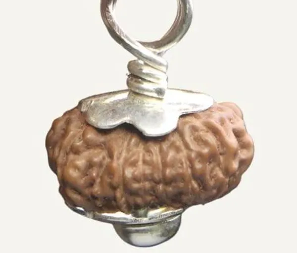 14_Mukhi_Java_Indonesian_Rudraksha