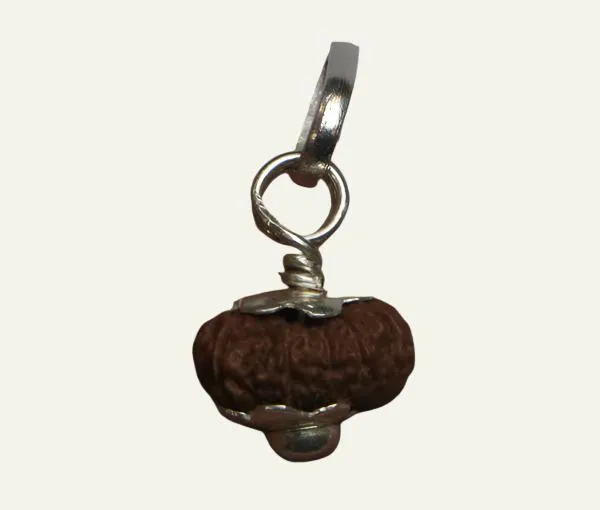 14_Mukhi_Java_Indonesian_Rudraksha