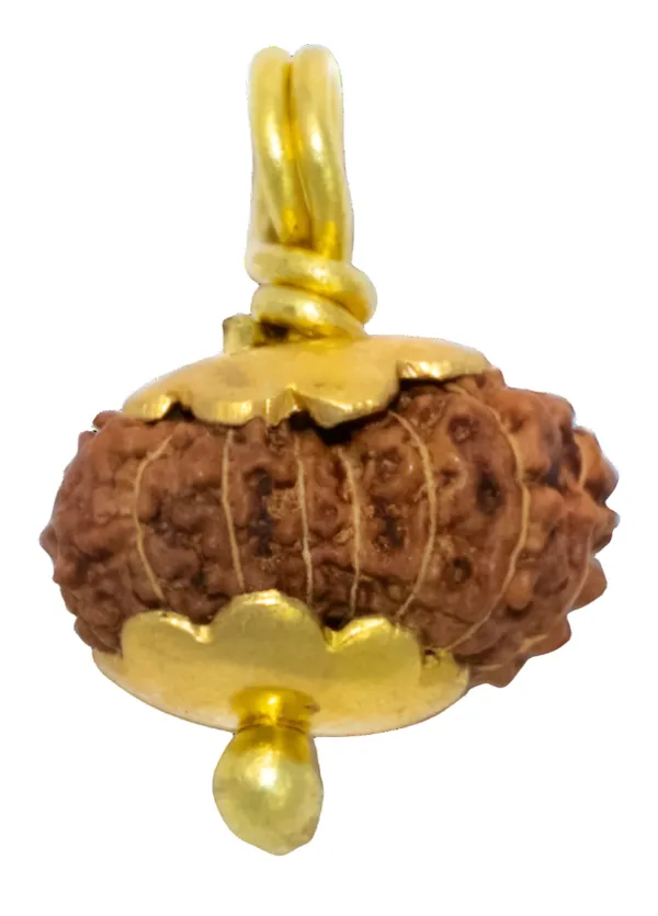 14_Mukhi_Java_Indonesian_Rudraksha