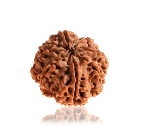 8_Mukhi_Nepal_Rudraksha