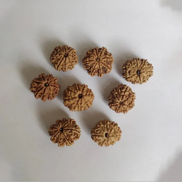 8_Mukhi_Nepal_Rudraksha