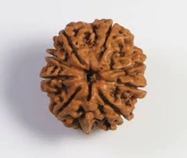 8_Mukhi_Nepal_Rudraksha