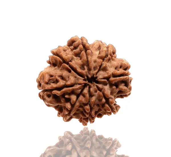 8_Mukhi_Nepal_Rudraksha