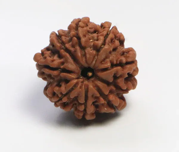 8_Mukhi_Nepal_Rudraksha