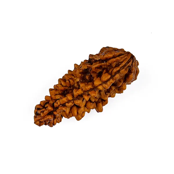 01_Mukhi_Kaju_Moon_Shape_Rudraksha