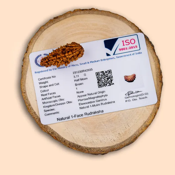 01_Mukhi_Kaju_Moon_Shape_Rudraksha