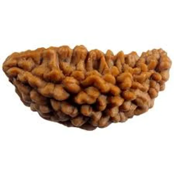 01_Mukhi_Kaju_Moon_Shape_Rudraksha