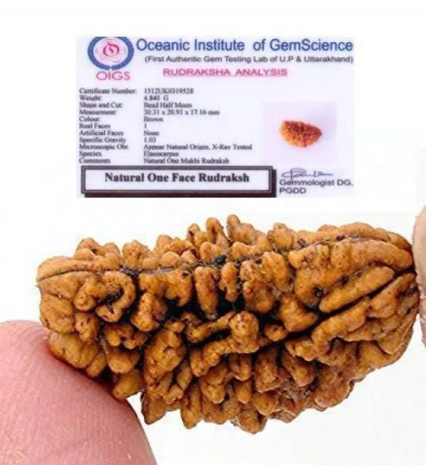 01_Mukhi_Kaju_Moon_Shape_Rudraksha