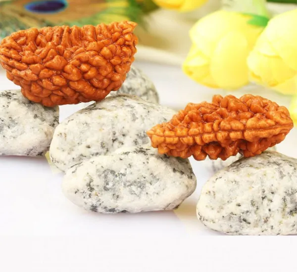 01_Mukhi_Kaju_Moon_Shape_Rudraksha