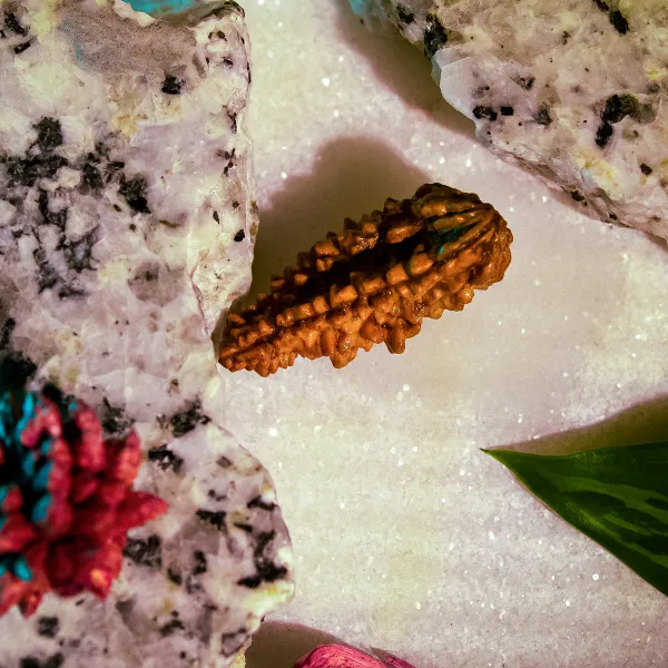 01_Mukhi_Kaju_Moon_Shape_Rudraksha