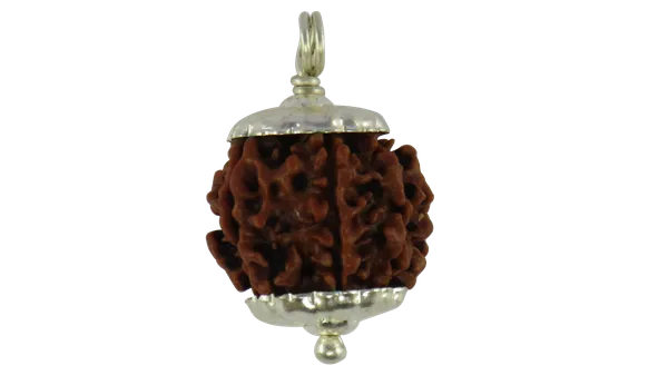 7_Mukhi_Nepal_Rudraksha_Medium_Size