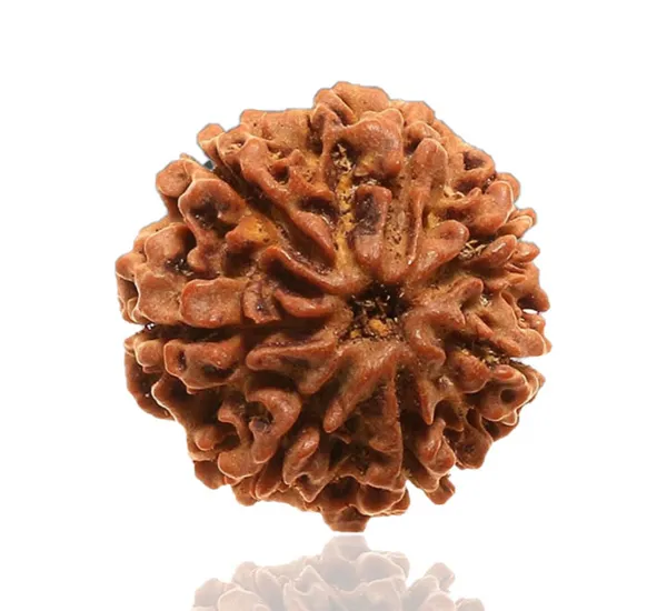 7_Mukhi_Nepal_Rudraksha_Medium_Size