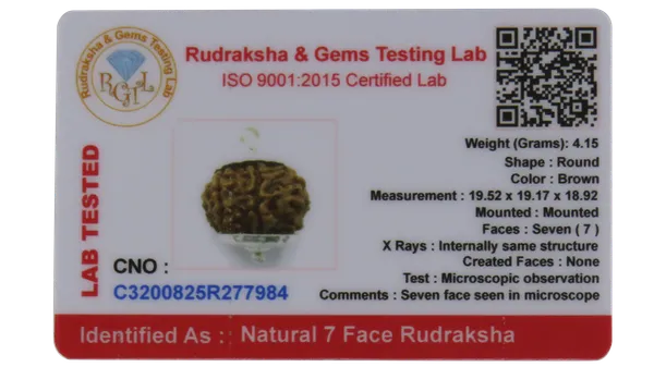 7_Mukhi_Nepal_Rudraksha_Medium_Size