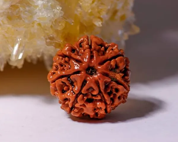 7_Mukhi_Nepal_Rudraksha_Medium_Size
