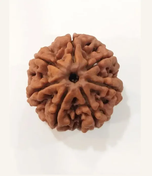 7_Mukhi_Nepal_Rudraksha_Medium_Size