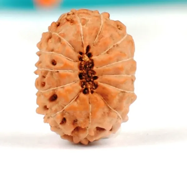 13_Mukhi_Java_Indonesian_Rudraksha