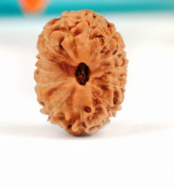 13_Mukhi_Java_Indonesian_Rudraksha