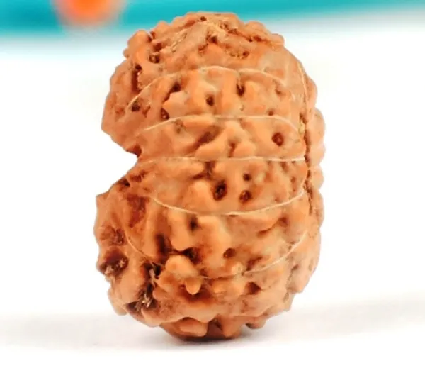 13_Mukhi_Java_Indonesian_Rudraksha