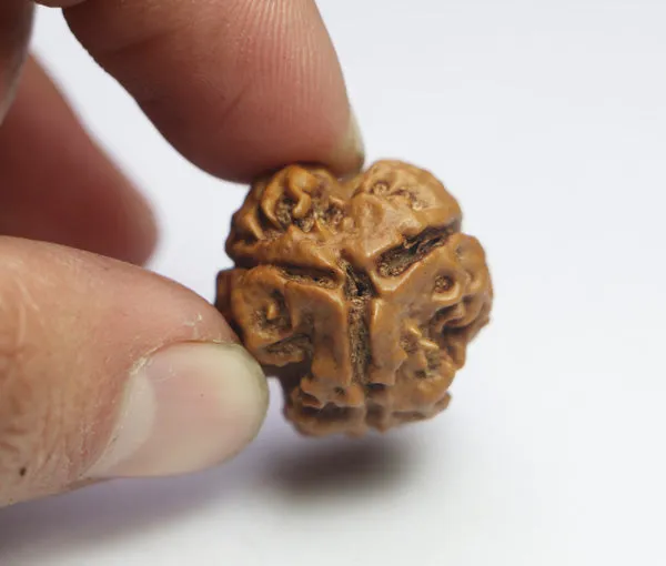 3_Mukhi_Nepal_Rudraksha