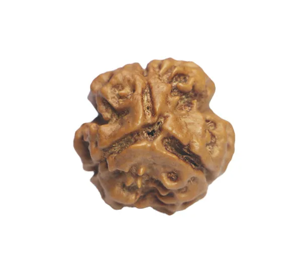 3_Mukhi_Nepal_Rudraksha