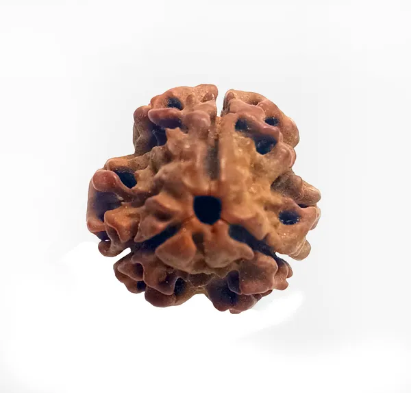 3_Mukhi_Nepal_Rudraksha