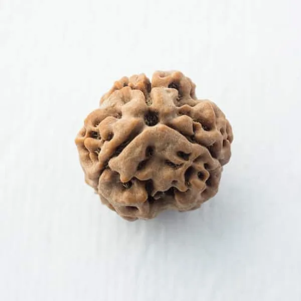 3_Mukhi_Nepal_Rudraksha