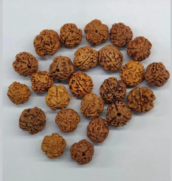 3_Mukhi_Nepal_Rudraksha