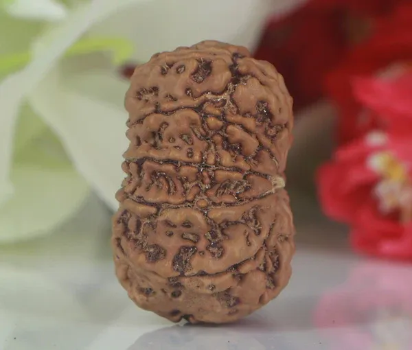 10_Mukhi_Nepal_Rudraksha