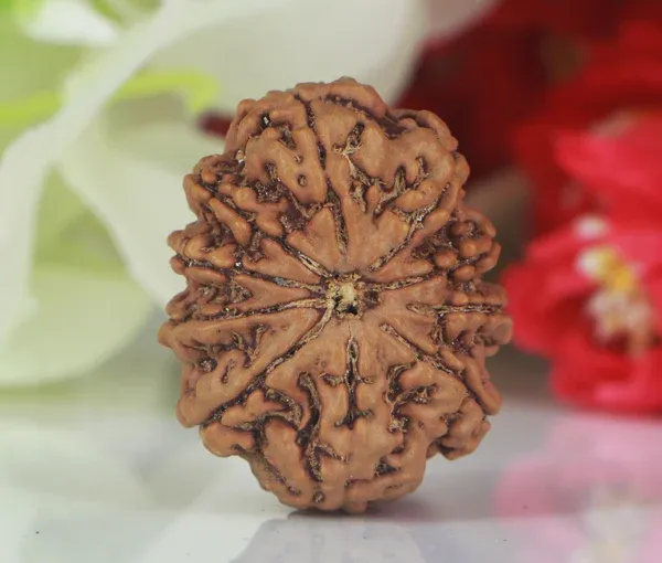 10_Mukhi_Nepal_Rudraksha