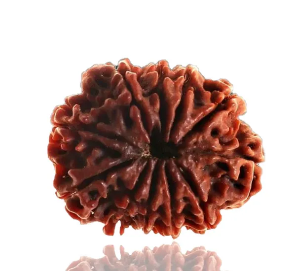 10_Mukhi_Nepal_Rudraksha
