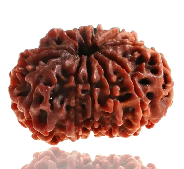 10_Mukhi_Nepal_Rudraksha