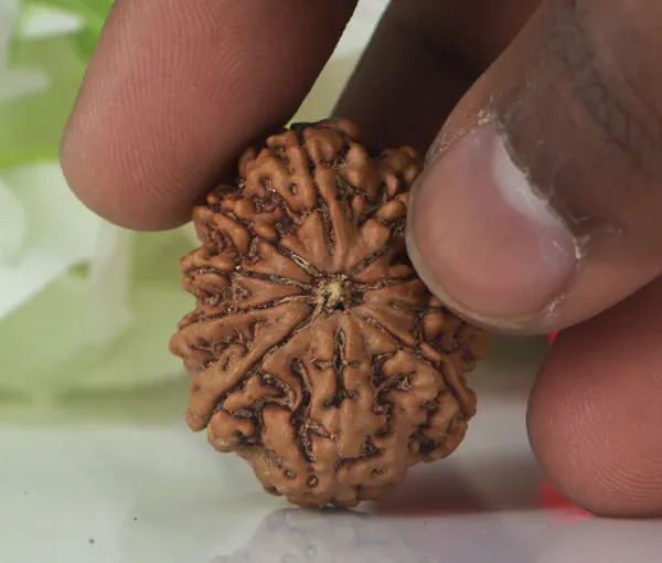10_Mukhi_Nepal_Rudraksha